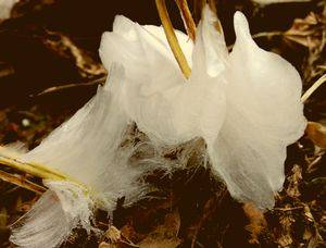 高尾山の冬の造形美 氷の花を咲かせるシモバシラ 高尾通信